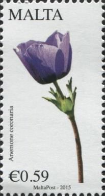 Crown Anemone / Crown Windflower / Anemone coronaria
