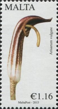 Friar's Cowl / Jack-in-the-pulpit / Arisarum vulgare