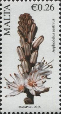 Asphodelus aestivus