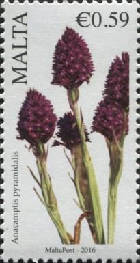 Anacamptis pyramidalis