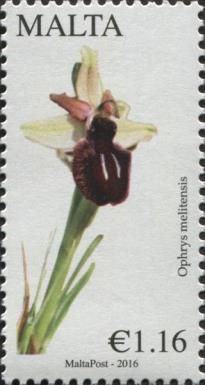 Ophrys meliensis - Matese Spider-orchid