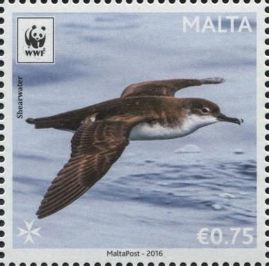 Yelkouan Shearwater (Puffinus yelkouan)