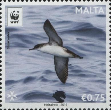 Yelkouan Shearwater (Puffinus yelkouan)