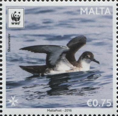 Yelkouan Shearwater (Puffinus yelkouan)