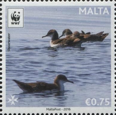 Yelkouan Shearwater (Puffinus yelkouan)