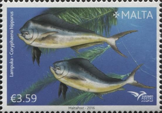 Mahi Mahi, Common Dolphinfish (Coryphaena hippurus)