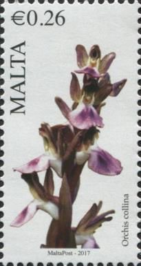 Orchis collina - Fan-lipped Orchid