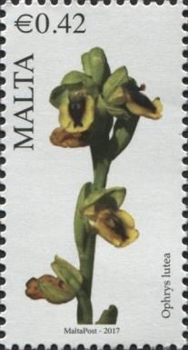 Ophrys lutea - Yellow Bee-Orchid