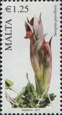 Serapias parviflora - Small-Flowered Tongue-Orchid