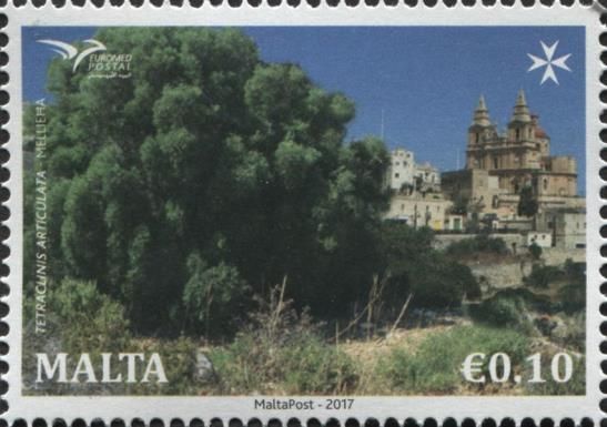 Tetraclinis Articulata - Mellieħa