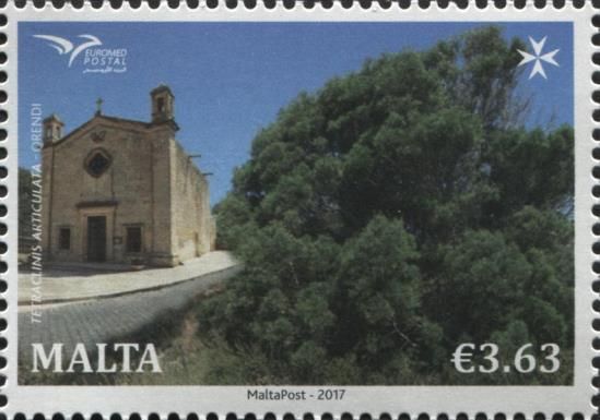 Tetraclinis Articulata - Qrendi