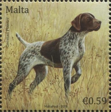 German Pointer