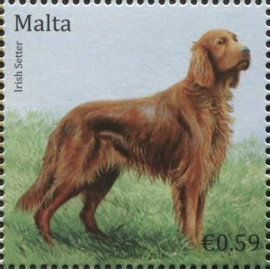 Irish Setter