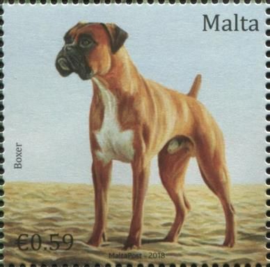 Boxer