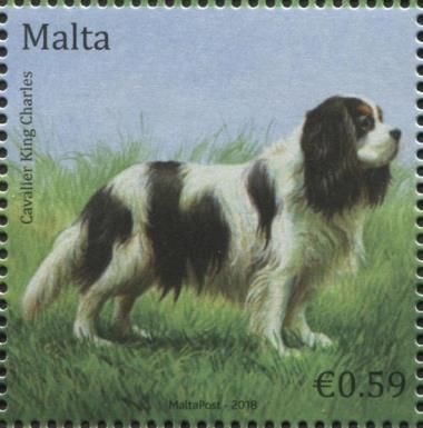 Cavalier King Charles Spaniel