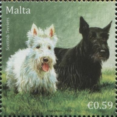 Scottish Terriers