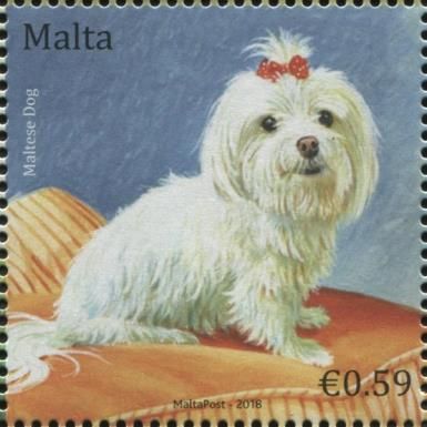Maltese Dog