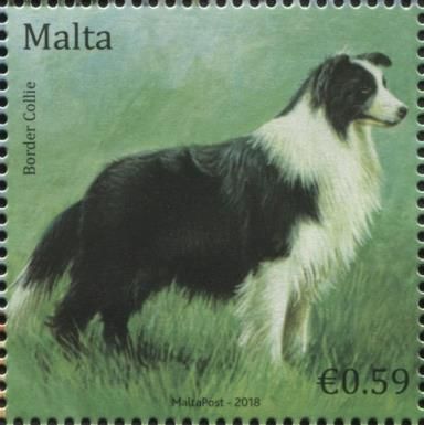 Border Collie