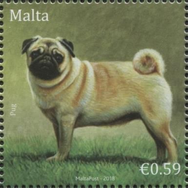 Pug