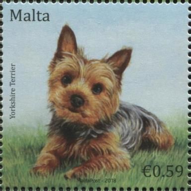 Yorkshire Terrier