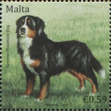 Bernese Mountain Dog