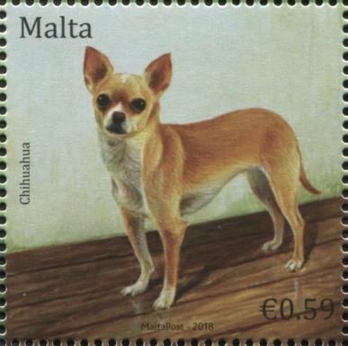Chihuahua