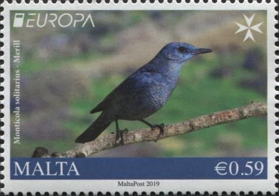 Blue Rock Thrush (Monticola solitarius)