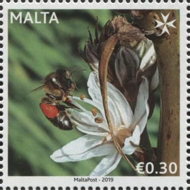 Apiculture in Malta