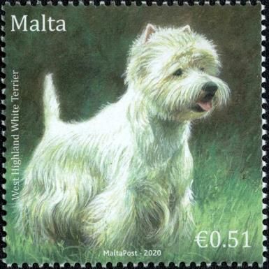 West Highland White Terrier