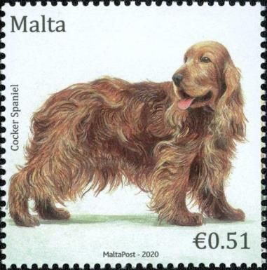 Cocker Spaniel