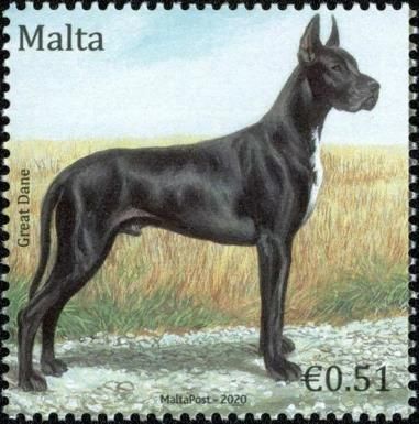 Great Dane