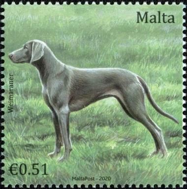 Weimaraner