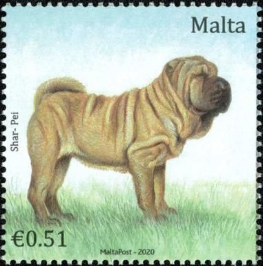 Shar-Pei