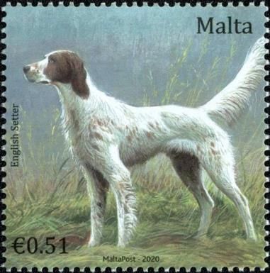 English Setter