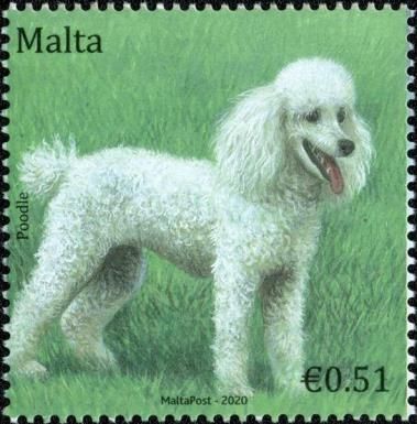 Poodle