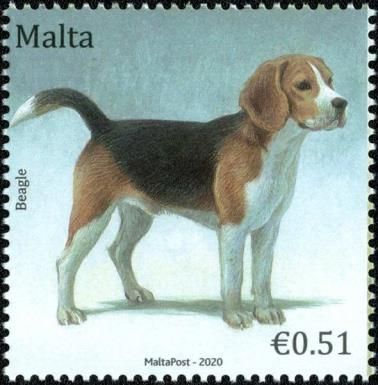 Beagle