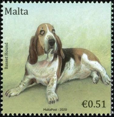Basset Hound