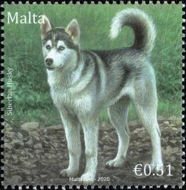 Siberian Husky