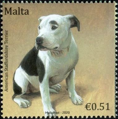 American Staffordshire Terrier