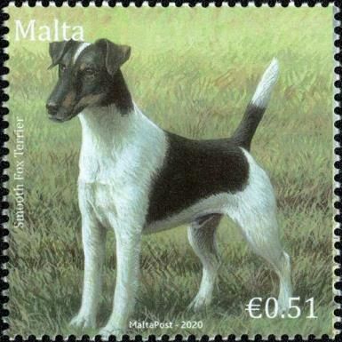 Smooth Fox Terrier
