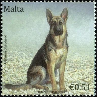 German Shepherd