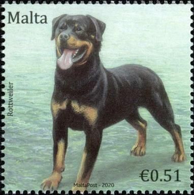 Rottweiler