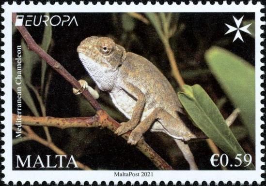 Mediterranean chameleon (Chamaeleo chamaeleon)
