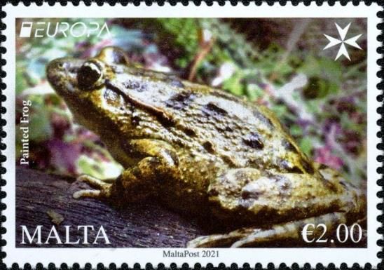 Mediterranean Painted Frog (Discoglossus pictus)