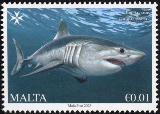 Porbeagle Shark (Lamna nasus)