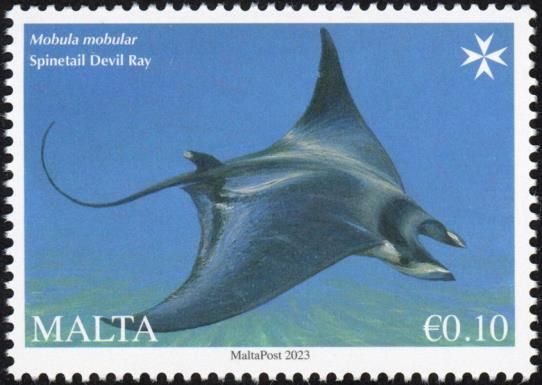 Spinetail Devil Ray (Mobula japanica)