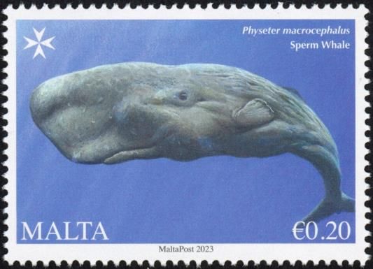 Sperm Whale (Physeter macrocephalus)