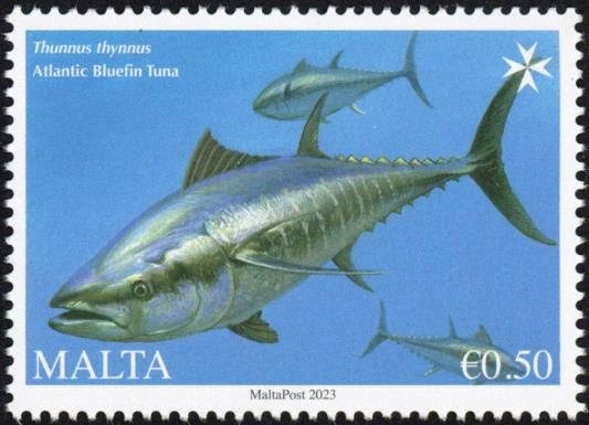 Atlantic Bluefin Tuna (Thunnus thynnus)