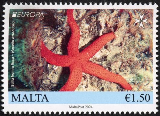 Smooth Starfish (Hacelia attenuata)