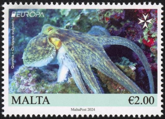 Common Octopus (Octopus vulgaris)